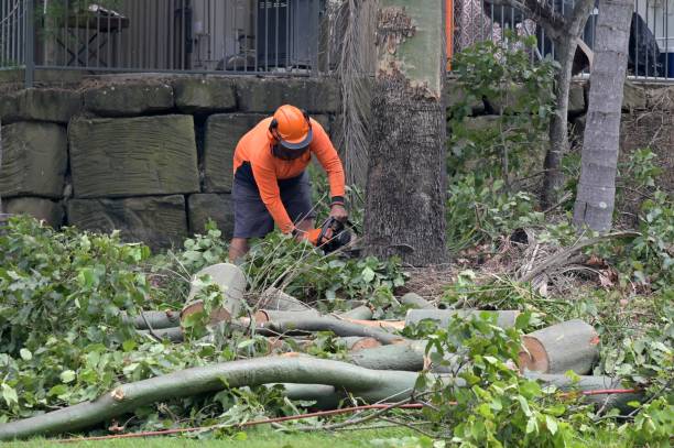 Reliable Leesport, PA Tree Service Solutions